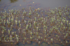 Limnophila indica